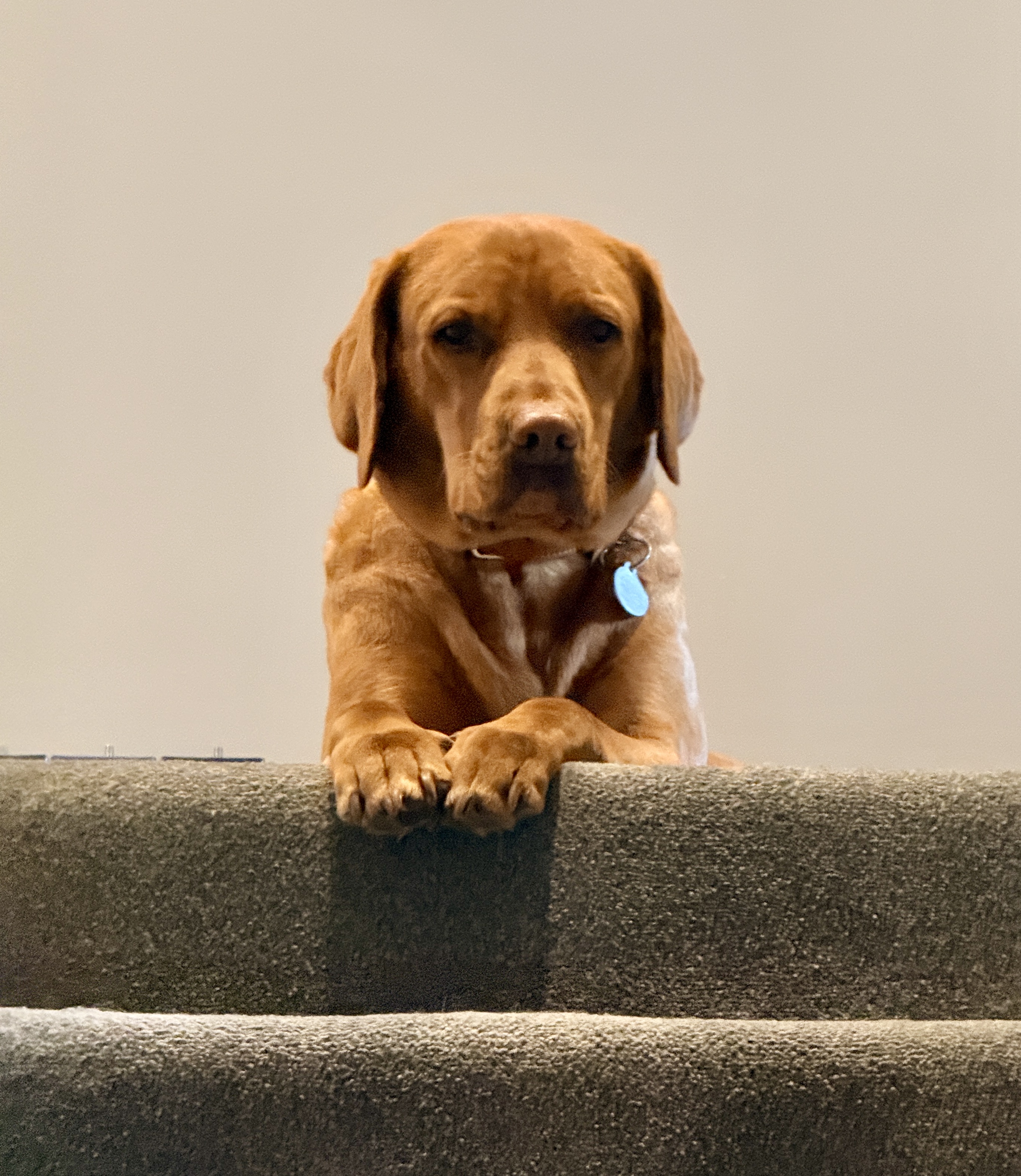 Enzo guarding the stairs