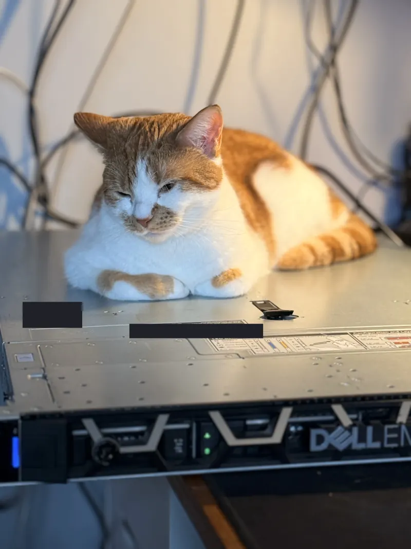 A ginger and white cat resting on a server chassis