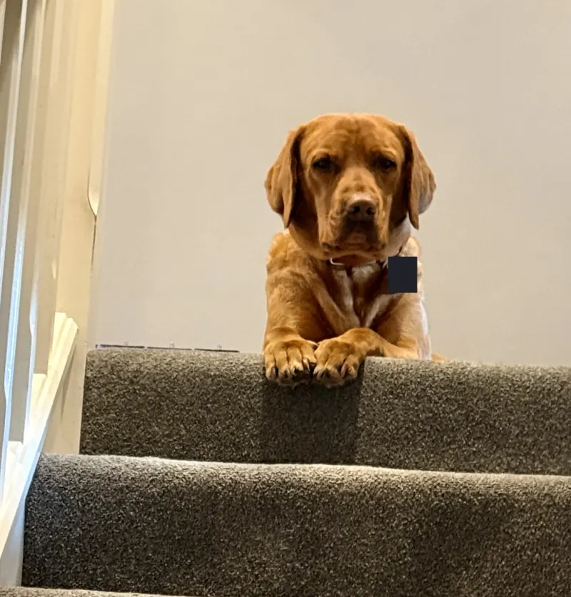 Enzo the dog watching from the top of the stairs